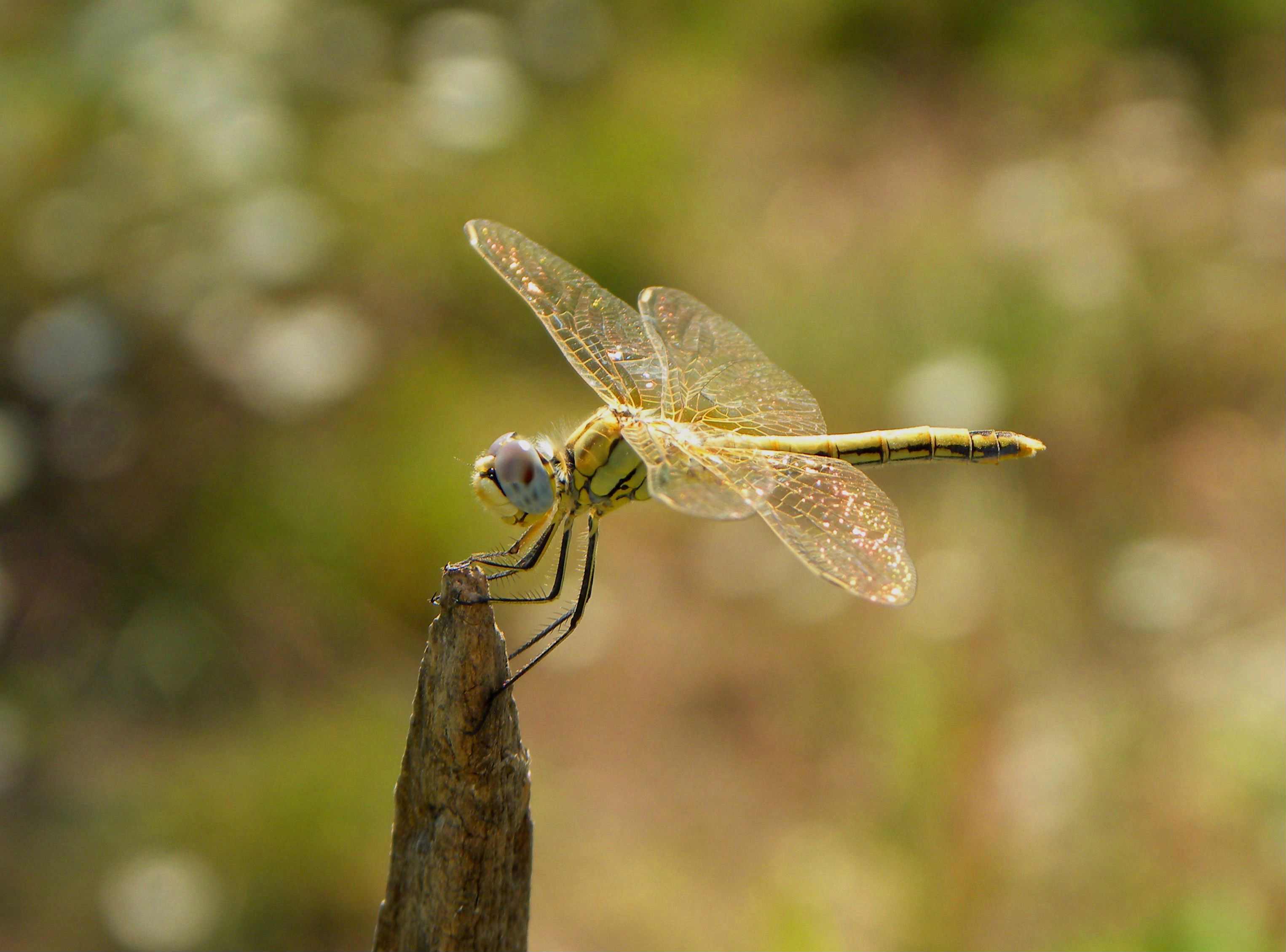 libellula da identificare